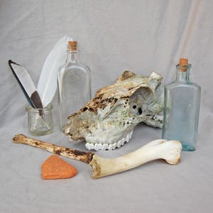 Bones, Bottles & Bits Curio Collection, Rustic Curiosity Bundle, Deer Skull, Bones, Feathers, Bottles