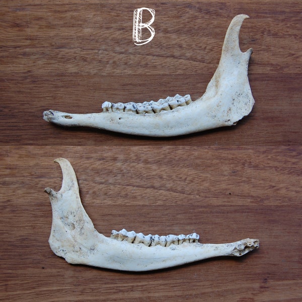 Deer Jaw Etsy
