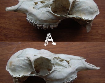 Real Deer Skulls