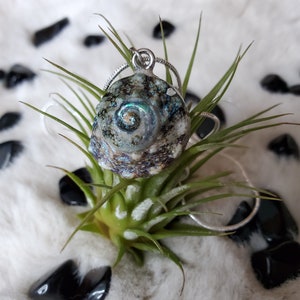 Spell Shell Necklace - Spiral Large