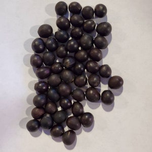 Soapberry tree nuts, Sapindus, Sapindaceae nuts 20 count seeds beads nut beads seed beads