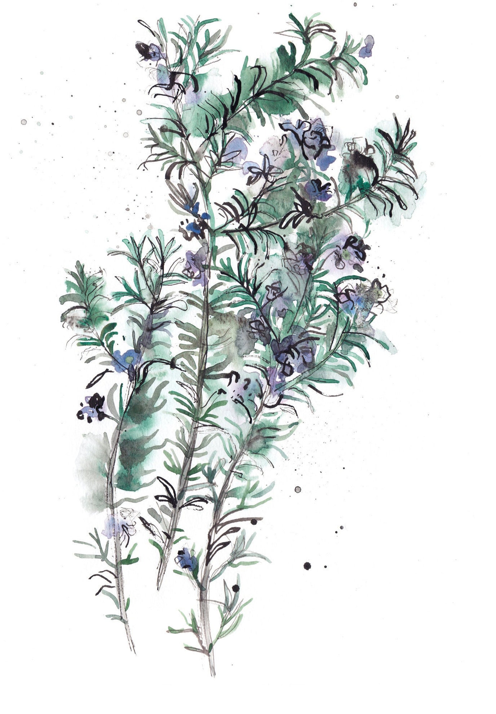 Rosemary original drawing ink and watercolor sketch art Etsy