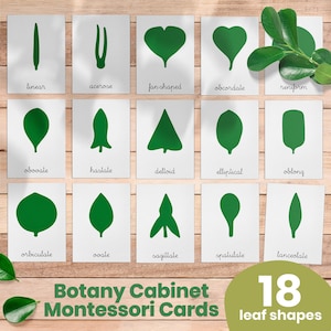 Carte e poster Montessori del Gabinetto di botanica - 18 diverse forme di foglie - Flashcard - Carte in tre parti