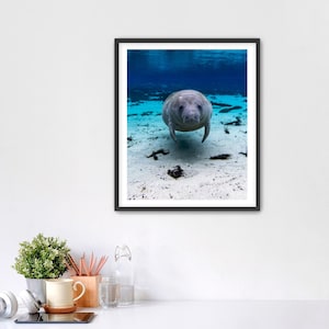 Manatee Fine Art Print, Underwater Wildlife Decor, Florida Marine Life Photography, Ocean Wall Art,  Underwater Scene, Florida Springs