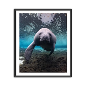 Manatee Fine Art Print, Underwater Wildlife Decor, Florida Spirngs Scene Wall Art, Florida Marine Life Photography, Gift for Nature Lovers