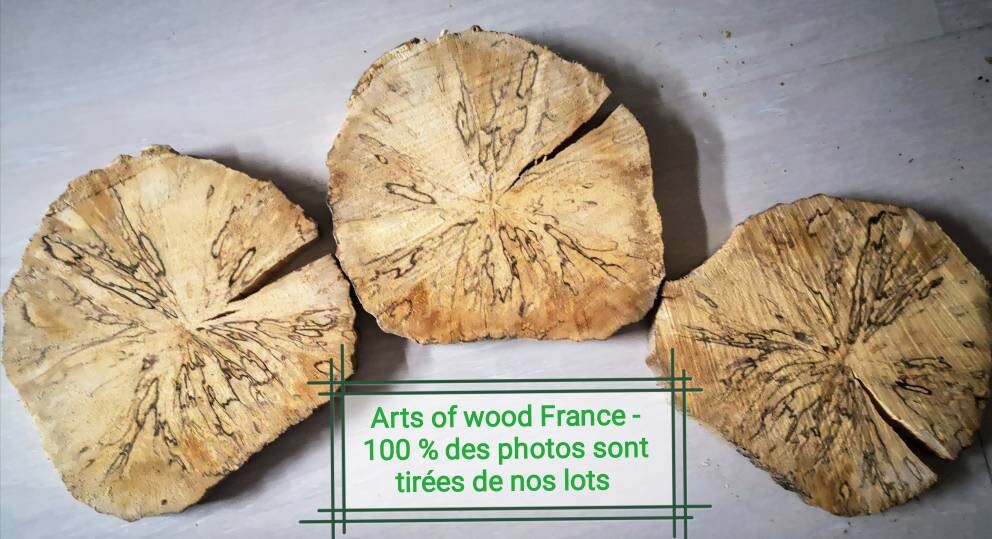 Rondelles de Bois Décoratives - Rare Grande Tranche Charme Diamètre 15/25 cm Épaisseur 2 à 3 cm