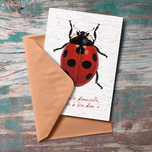 Carte à planter "Coccinelle demoiselle"