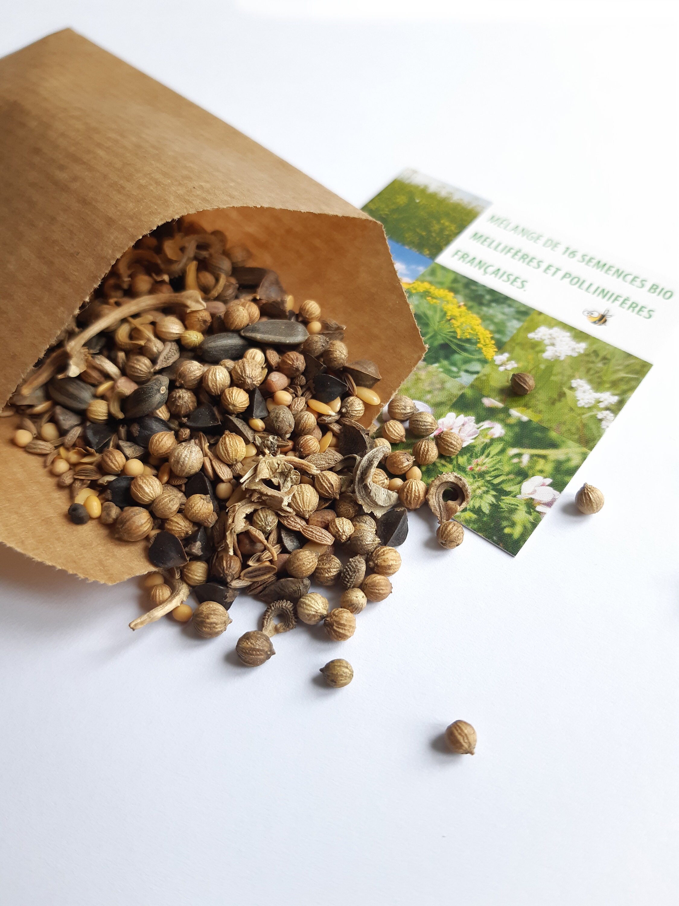 DIY LA BOÎTE À GRAINES : Fabriquer un classeur de semences - Rose Philange