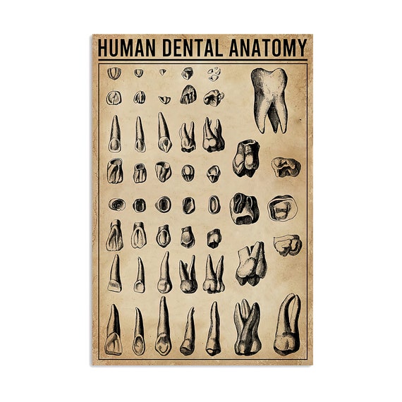 Human Dental Anatomy Dentistry Vertical Poster Human Dental - Etsy