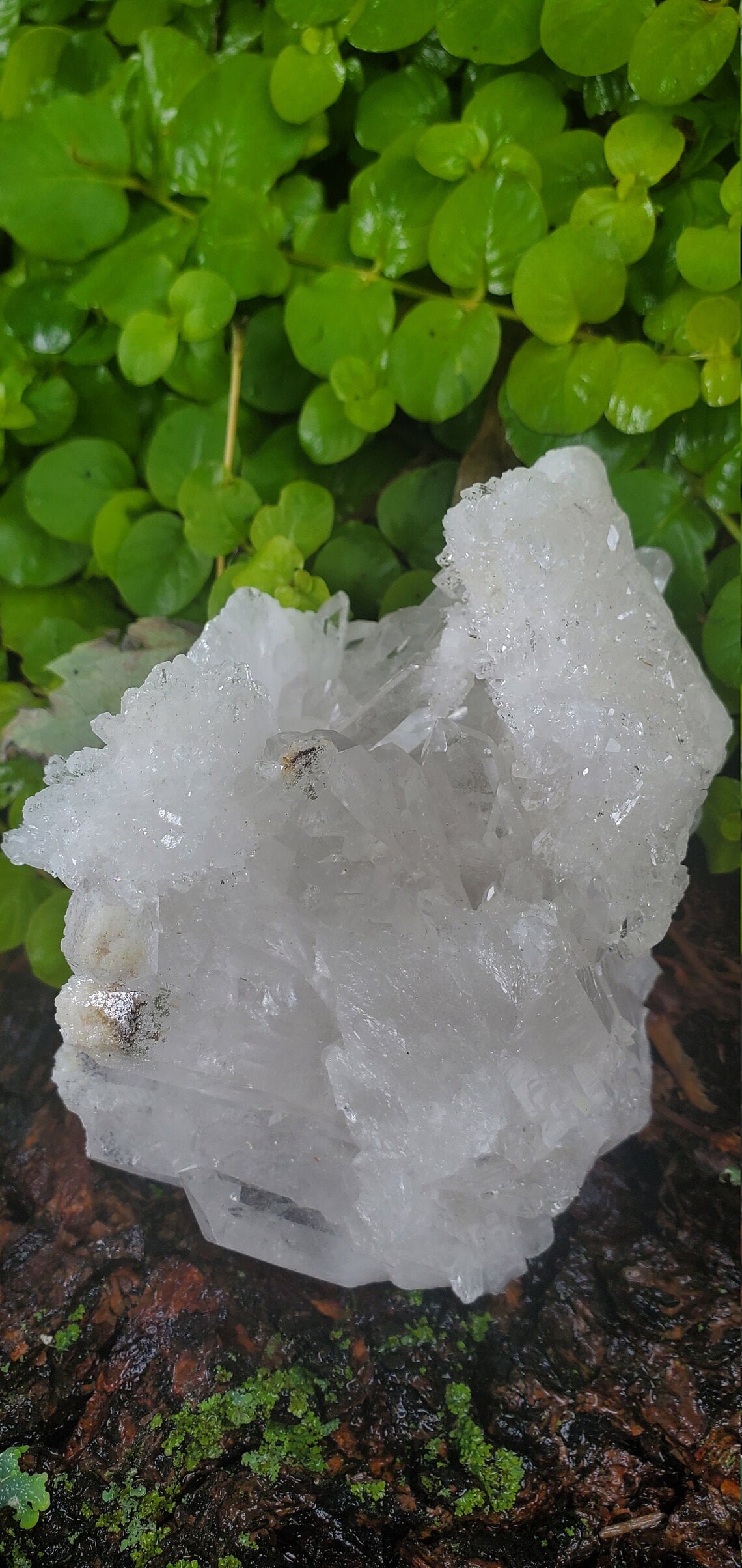 Clear Quartz Cluster W/chlorite & Hematite Etsy