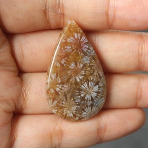 Fossil coral cabochon