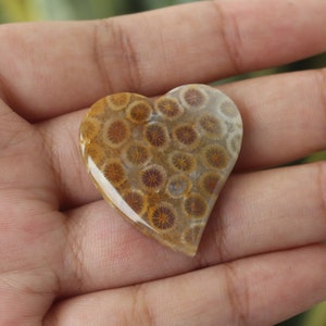 Fossil coral cabochon