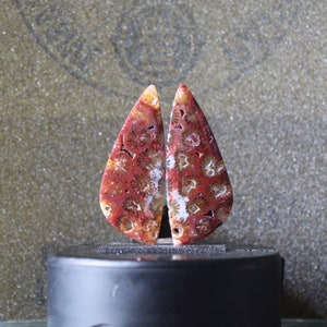 Peut inclure: Deux morceaux de corail fossilisé en forme de larme, chacun avec un motif unique de rouge, blanc et brun. Le corail est poli et lisse.