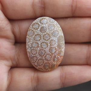 Fossil coral cabochon
