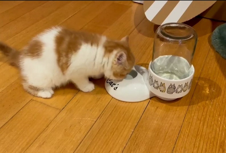 Op de afbeelding: Een witte keramische kattenvoer- en waterbakset met een glazen waterdispenser. De bak heeft een kattenontwerp en de tekst "Cat's" aan de voorkant. Een witte en oranje kat drinkt uit de waterdispenser.