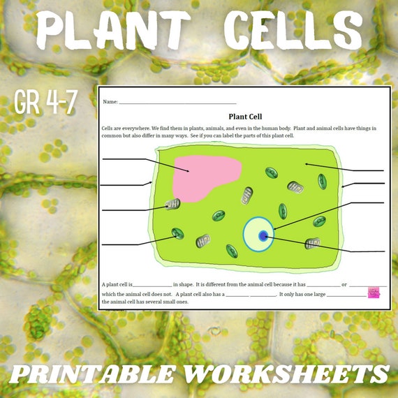 Parts Of A Plant Cell Worksheet Plant And Animal Cell Worksheets