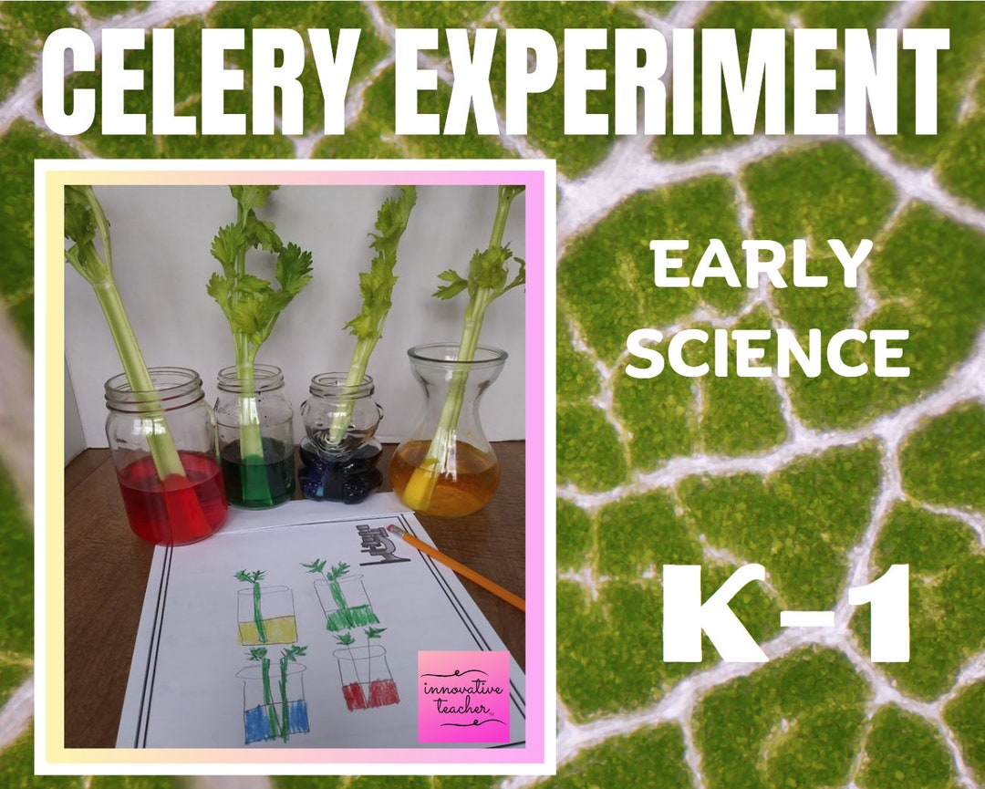 Early Science Celery Experiment K-1 - Etsy