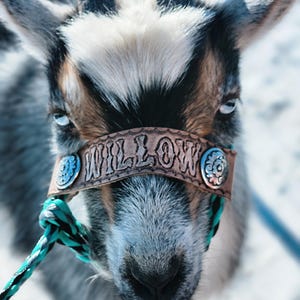 May include: Close-up of a goat's face with a leather headstall. The headstall is embossed with the name "WILLOW" and secured with silver-colored conchos. The goat has blue eyes, gray and white fur, and black horns. A turquoise and black rope is attached.
