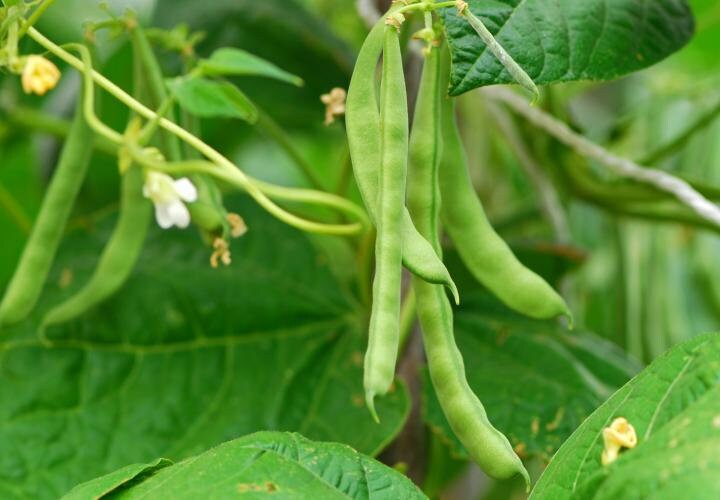 Cherokee Cornfield Bean Native American Heirloom Seeds Etsy