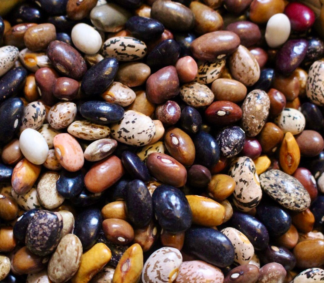 Cherokee Cornfield Bean Native American Heirloom Seeds Etsy