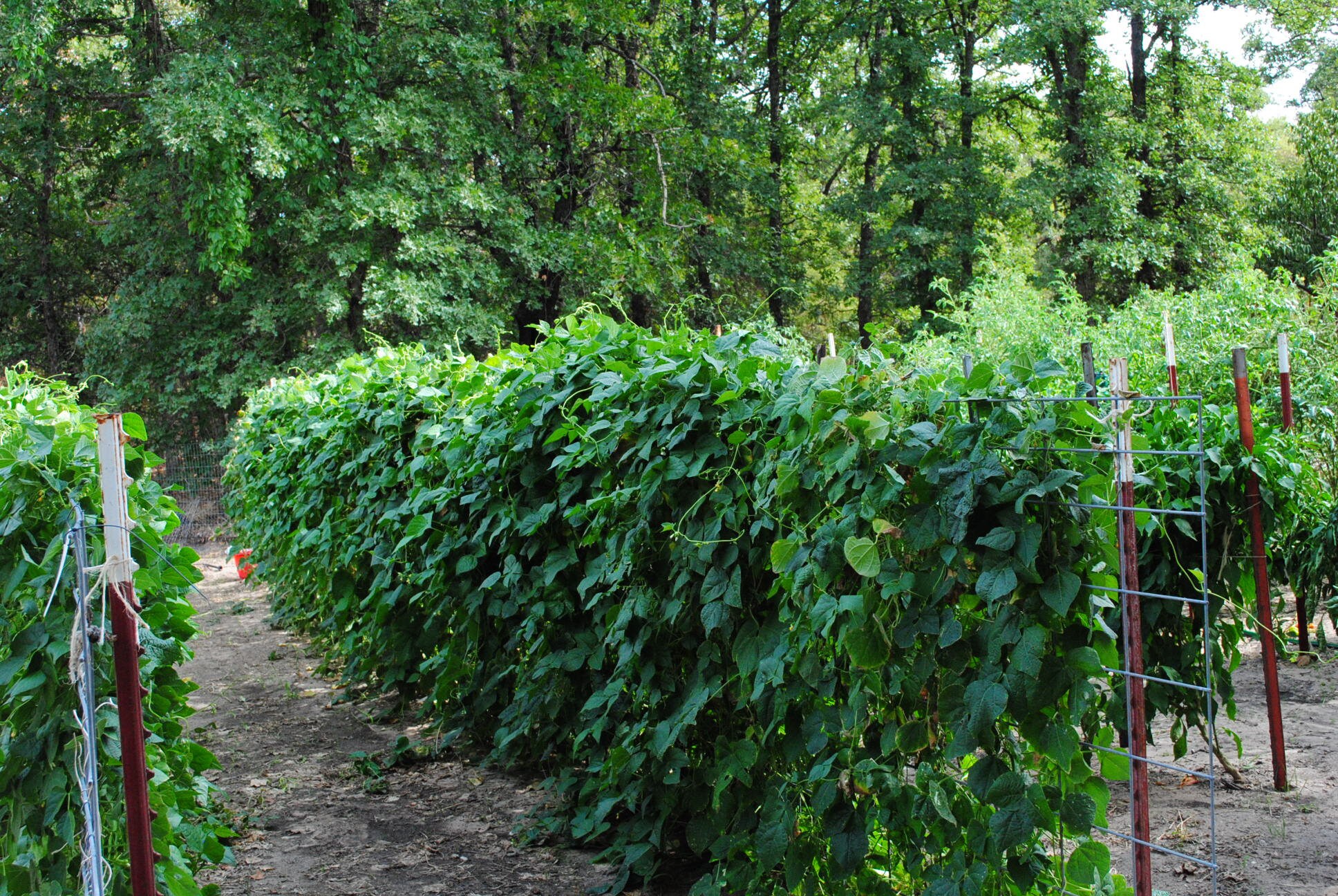 Cherokee Cornfield Bean Native American Heirloom Seeds Etsy