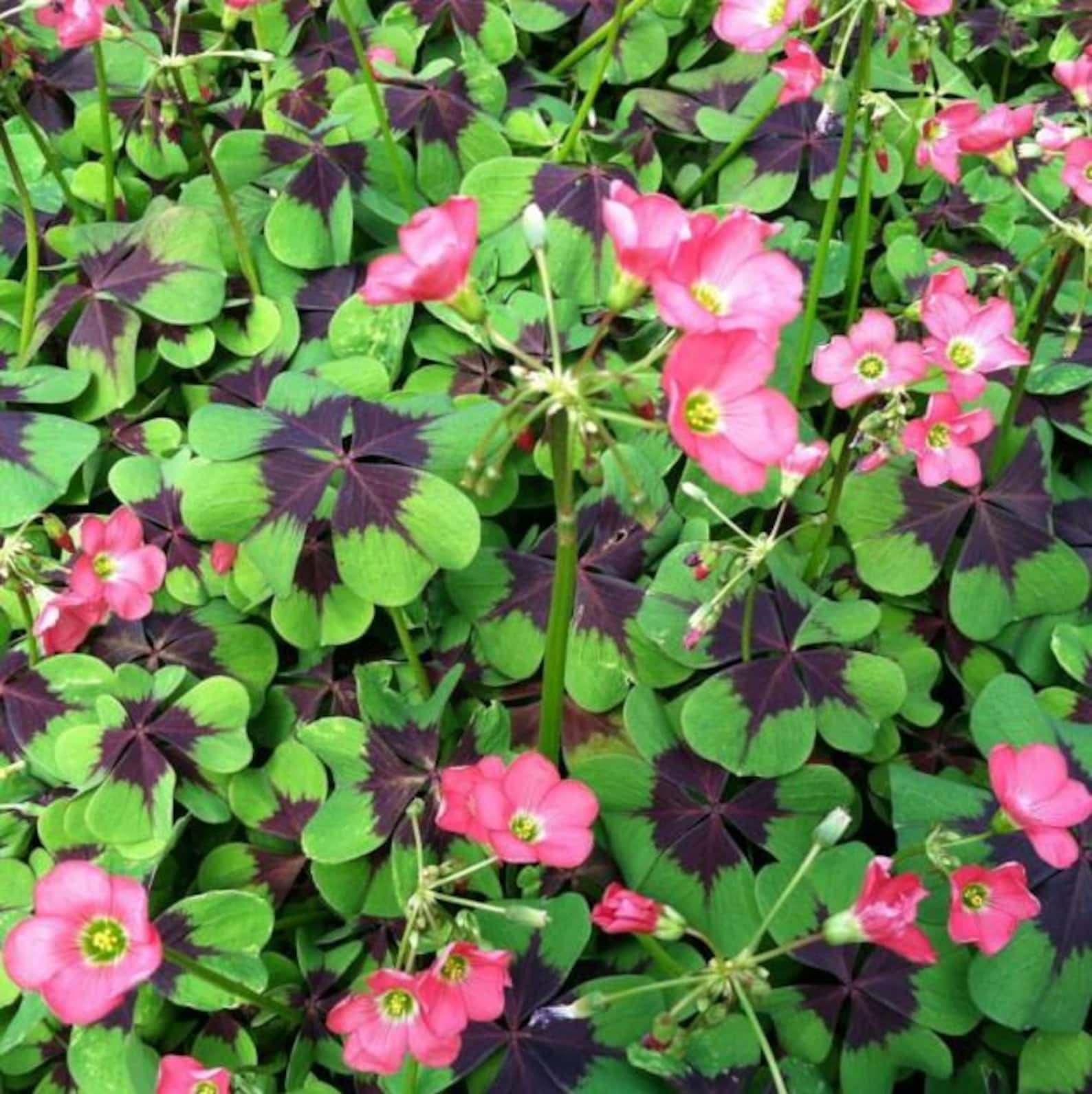 10 bulb Oxalis Iron Cross Plant Good Luck Shamrock Plant Etsy