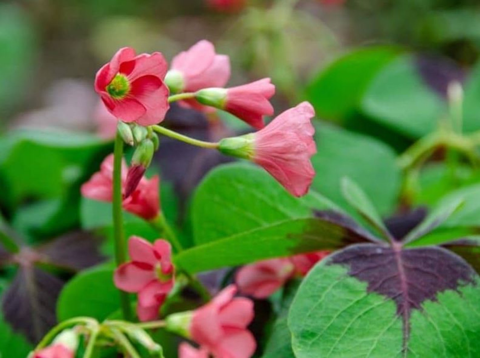 Iron Cross Plant Care