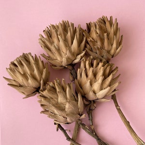 Tallos de alcachofa secos, flores de alcachofa secas, juego de 5, flores de alcachofa secas en tallos, manojo de vainas de Chico Choke secas con tallo