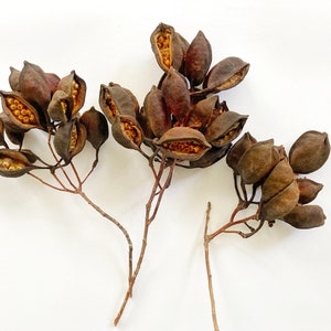 Baccelli di semi di Brachychiton con gambo, Baccelli di semi di albero bottiglia, Baccelli di semi di albero Kurrajong, Baccelli di semi secchi, Decorazioni rustiche per la casa, Materiali per l&#39;artigianato,