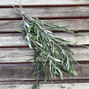 Olive Branches, Bunch Of Olive Branches, Decorative Olive Stems , Dried Olive Branch Bunch, Olive Wedding Decor, Olive leaves