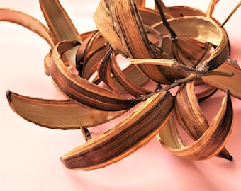 Nerium Oleander Seed Pods, Dried Seed Pods, Dried Seed Pods for Florals, Dried Decor, Supplies for Crafts.