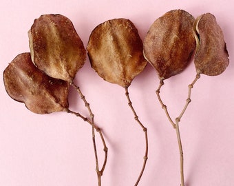 Jacaranda Seed Pods with stem, Dried seed pods, Natural Jacaranda Seed Pods, Rustic Craft Supplies, Dried Home Decor.