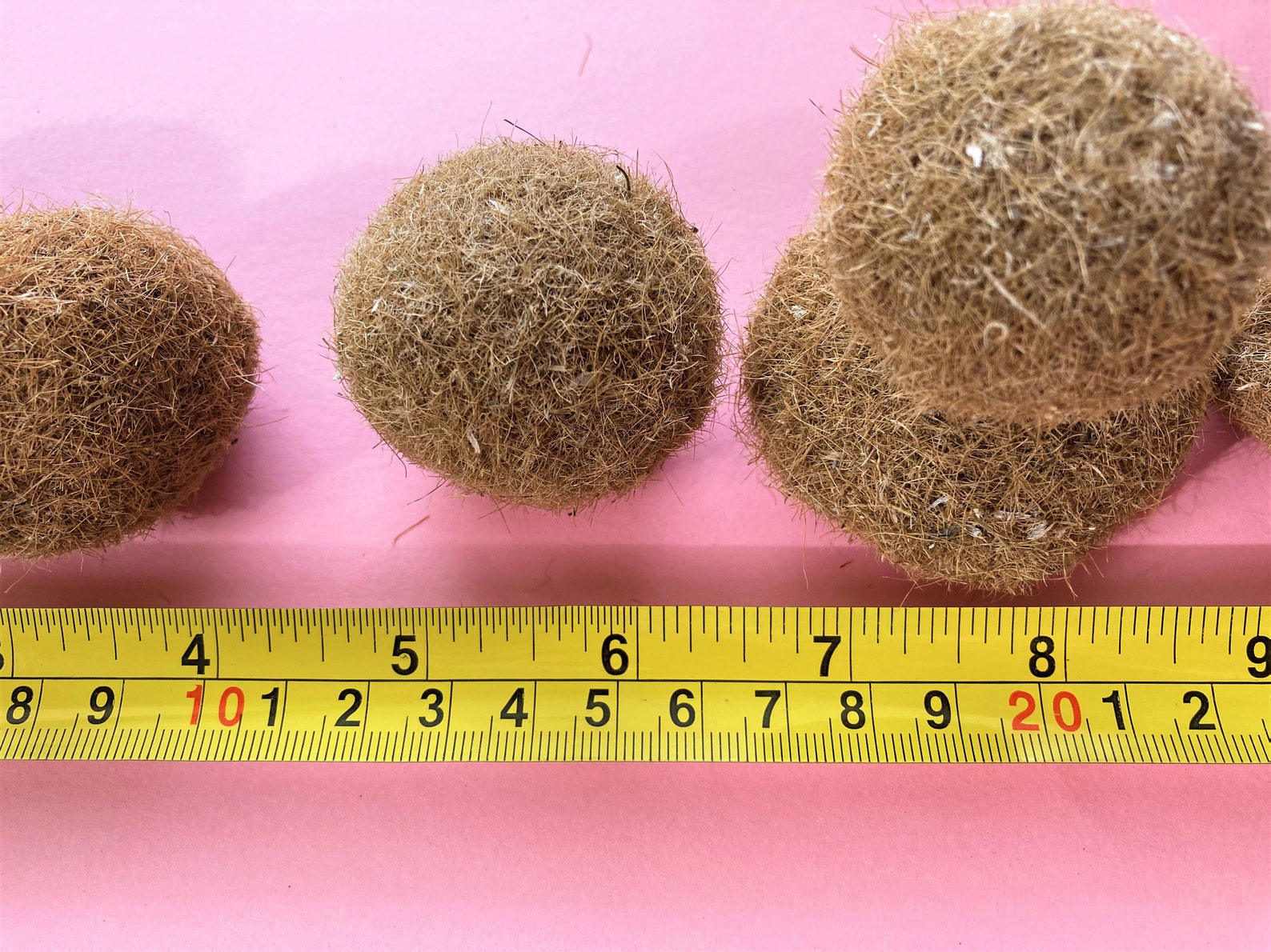Seaweed Balls Seagrass Balls Neptune Grass Balls Seaweed Etsy
