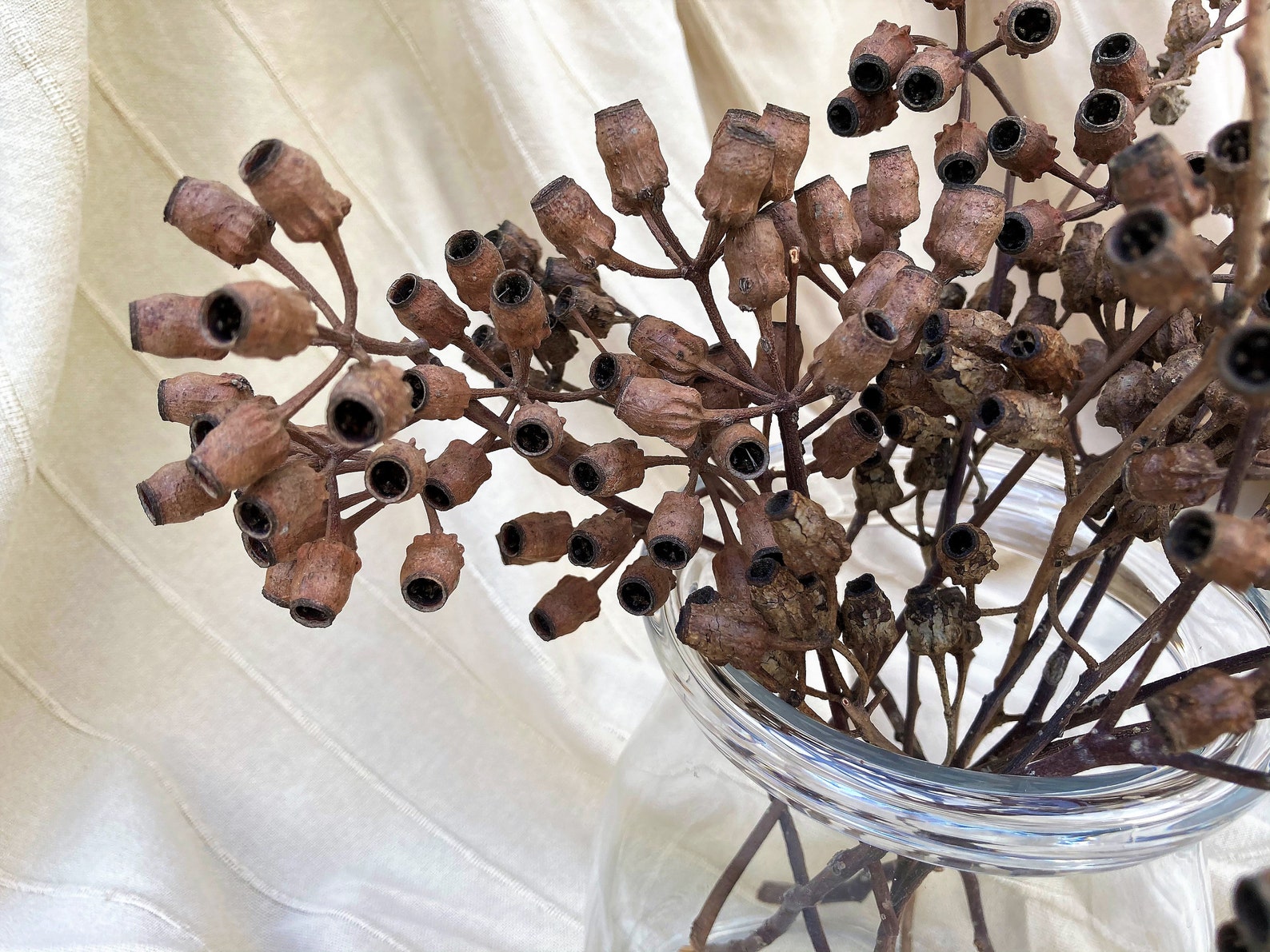Eucalyptus Seed Pod Branch Eucalyptus Seed Pod Stem Dried Etsy