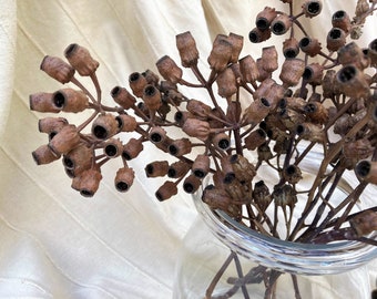 Eucalyptus Seed Pod Branch, Eucalyptus Seed Pod Stem, Dried Seed Pods, Rustic Natural Dried Decor, Boho Decor
