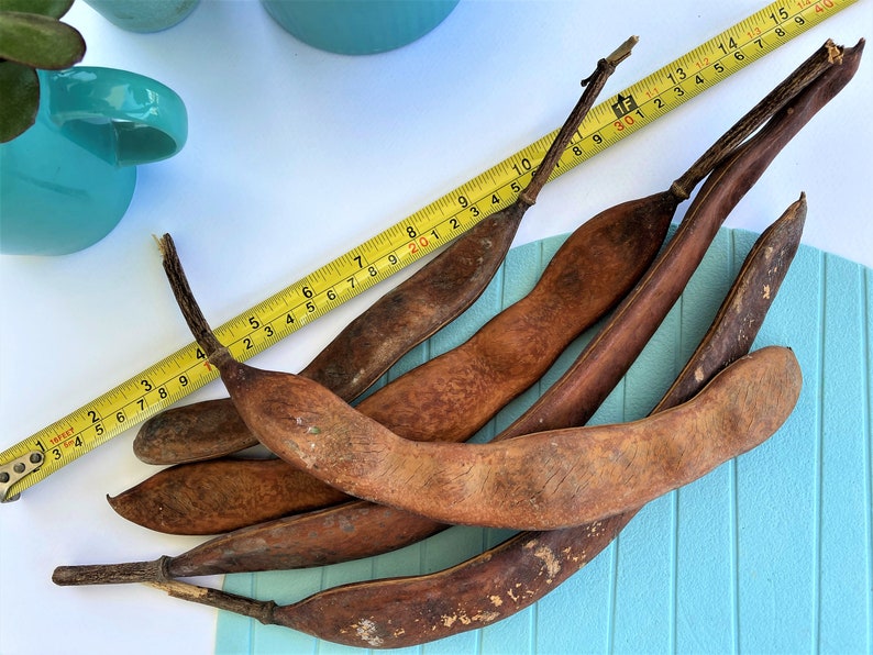 Royal Poinciana Seed Pods With Seeds, Flamboyant Tree Seed Pods, Delonix Regia Seed Pods, Flame