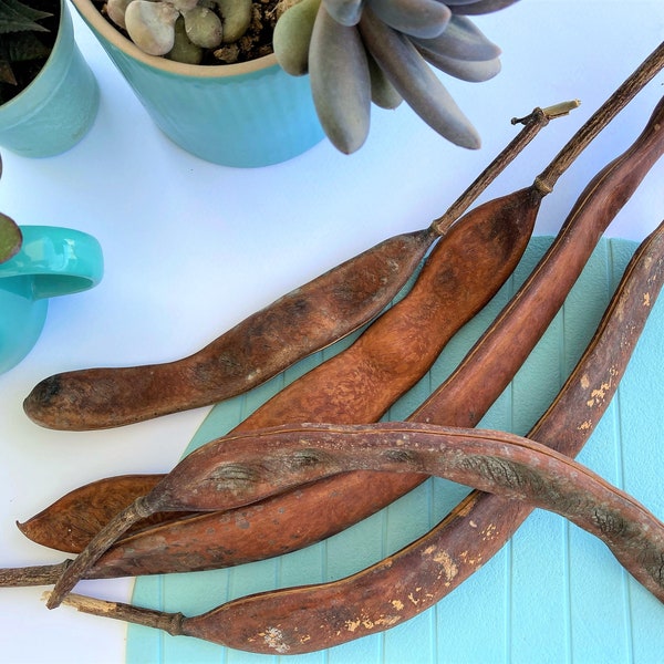 Royal Poinciana Seed Pods with seeds, Flamboyant tree seed pods, Delonix regia seed pods, Flame tree seed pods,Long seed pods.