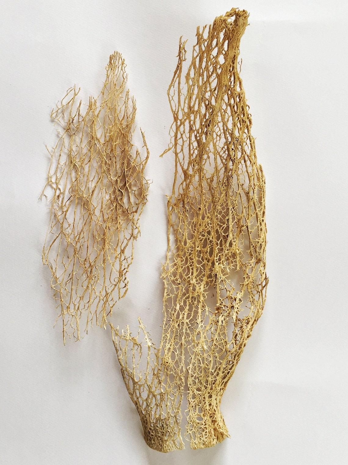 Prickly Pear Cactus Skeleton Fiber Cactus Lace fiber sheets Etsy