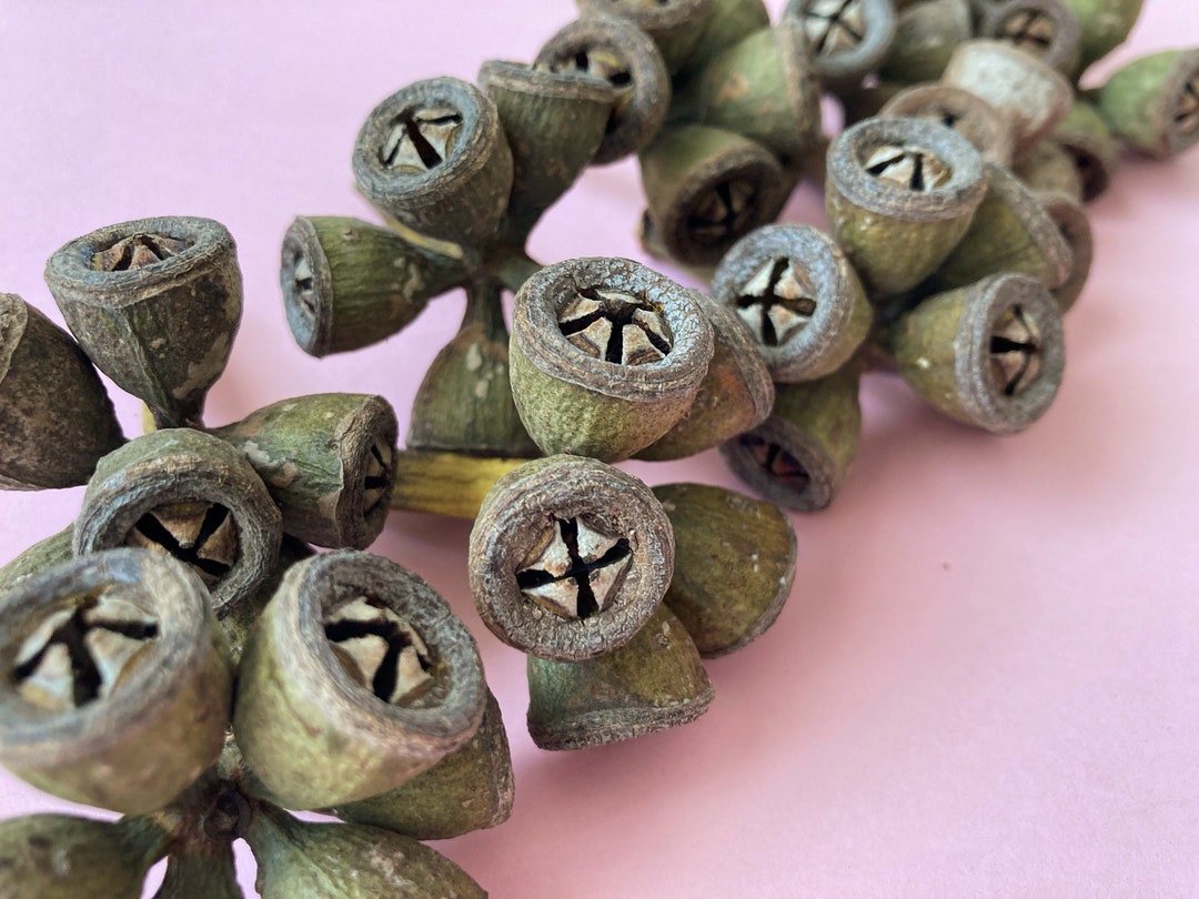 Natural Dried Eucalyptus Seed Pod Clusters, Dried Conical Gum Seed Pods