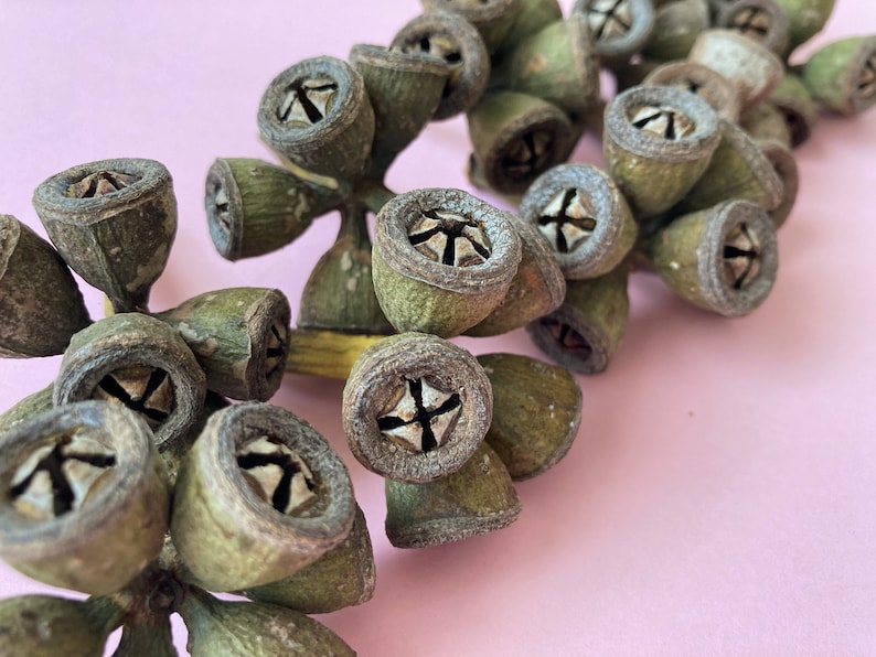 May include: A cluster of dried eucalyptus pods, with a light brown color and a textured surface, arranged in a row on a pink background.
