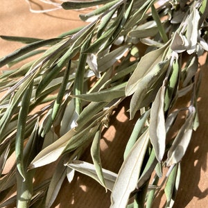 May include: A bunch of olive branches with green leaves and some silvery-green leaves. The branches are arranged in a fan shape and are lying on a brown surface.