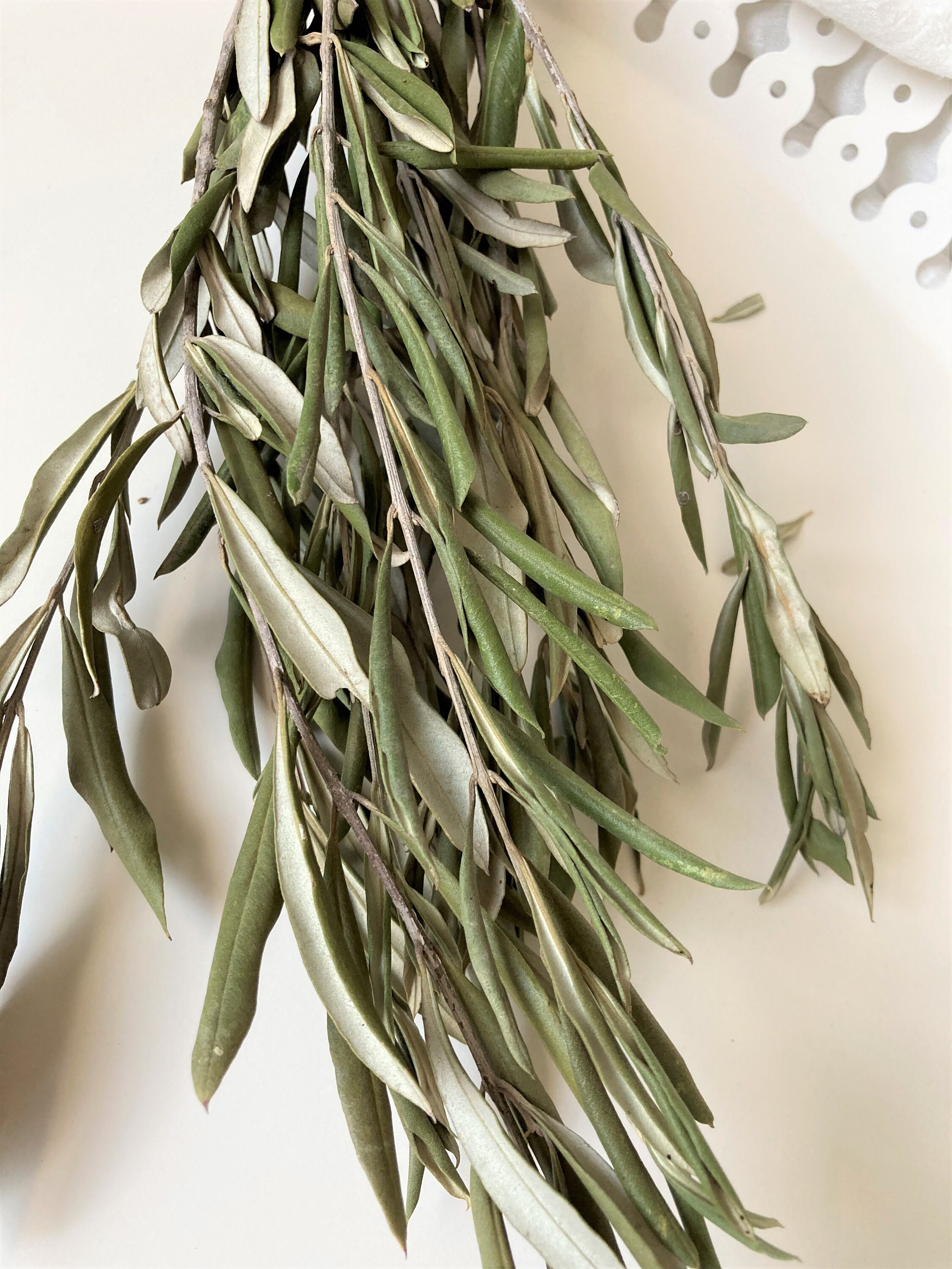 Olive Branches Bunch Of Olive Branches Decorative Olive Etsy