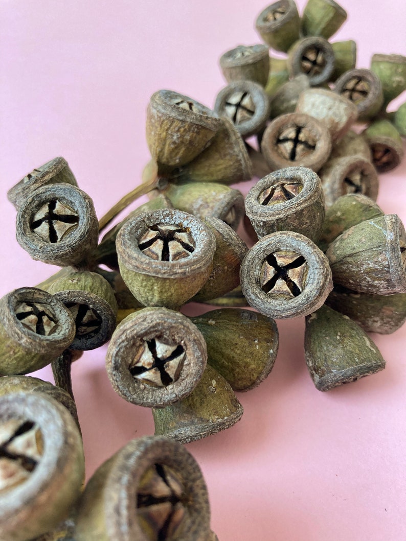 May include: A cluster of dried eucalyptus pods in shades of green and brown, arranged in a cascading pattern against a pink background.