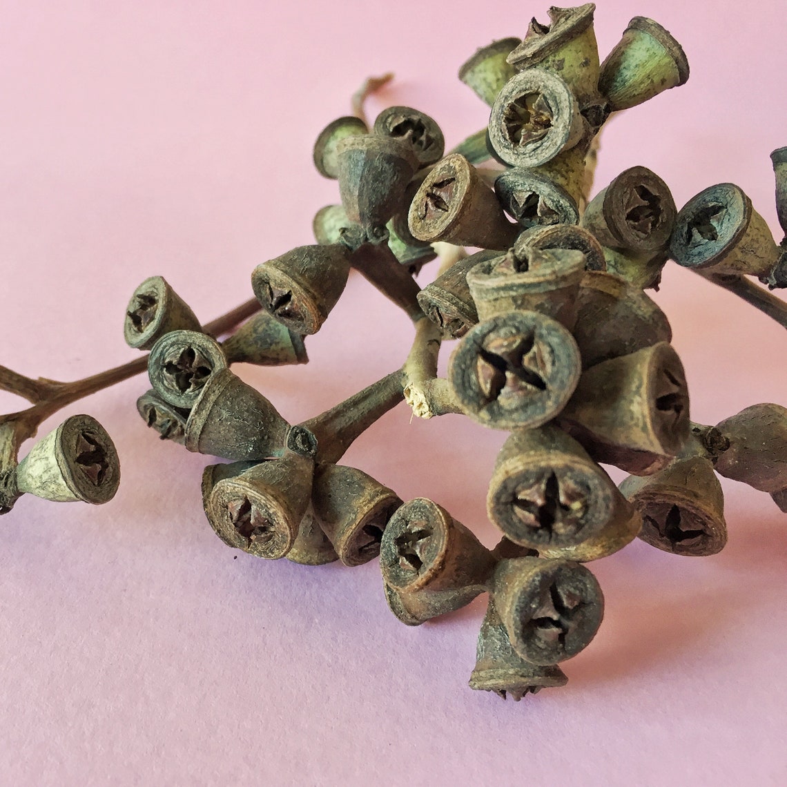 Buy Eucalyptus Seed Pod Branch, Eucalyptus Seed Stem, Dried Seed Pods