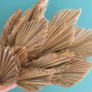 Mini lance di palma essiccate naturali, mazzo da 5 steli, mazzo di lance di palma, foglie di palma, decorazioni rustiche boho fai da te per la casa, matrimonio tropicale
