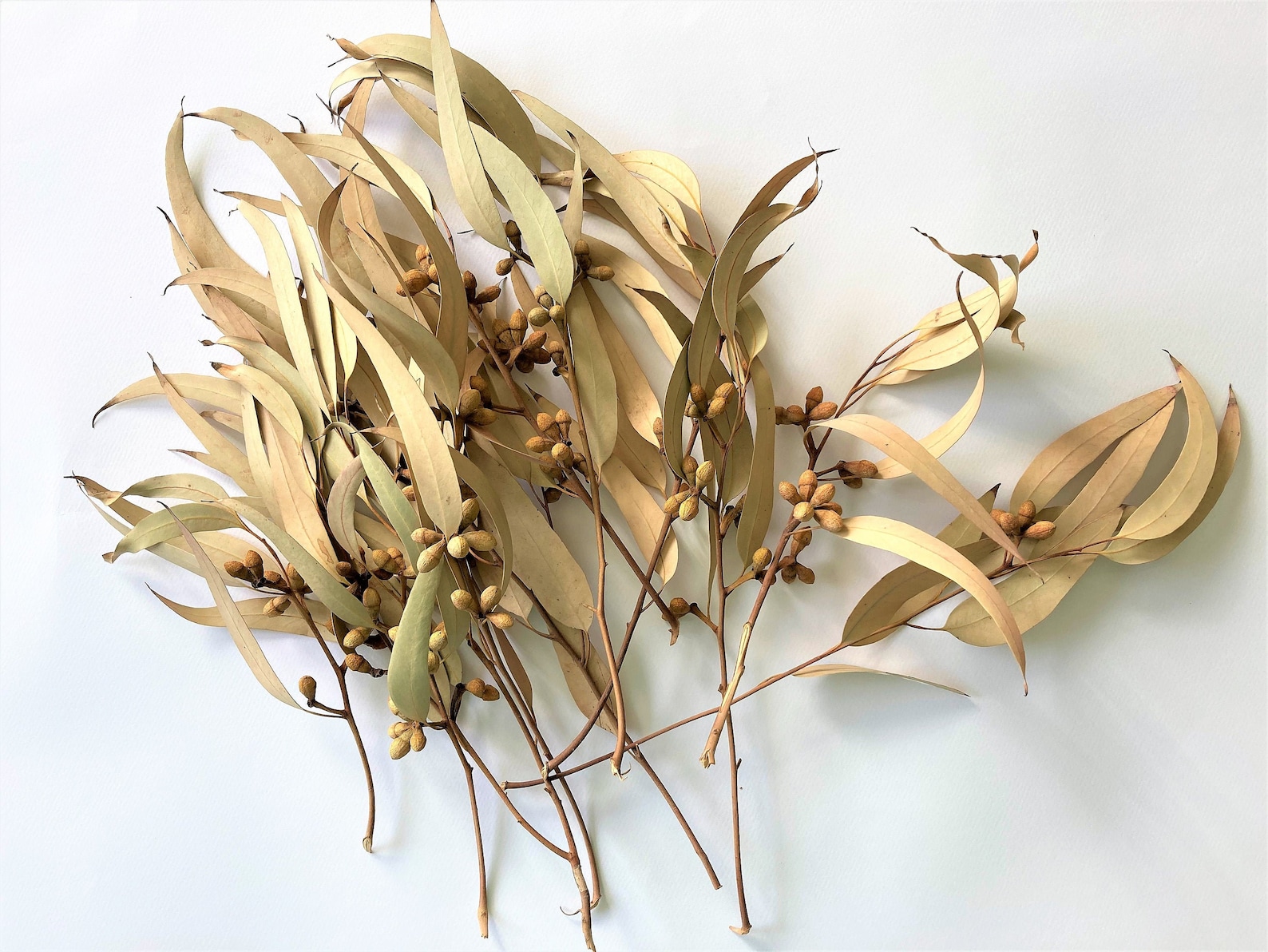 Eucalyptus Bunch Dried large leaf willow Eucalyptus stems Etsy