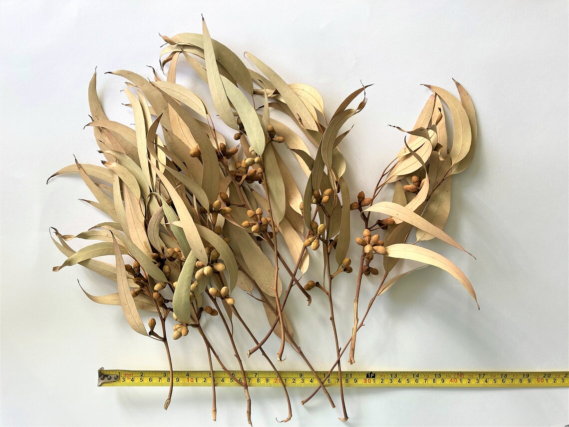 Eucalyptus Bunch Dried large leaf willow Eucalyptus stems Etsy