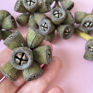 May include: A cluster of dried eucalyptus pods, also known as gum nuts, in shades of green and brown. The pods are arranged in a starburst pattern and have a natural, rustic look.