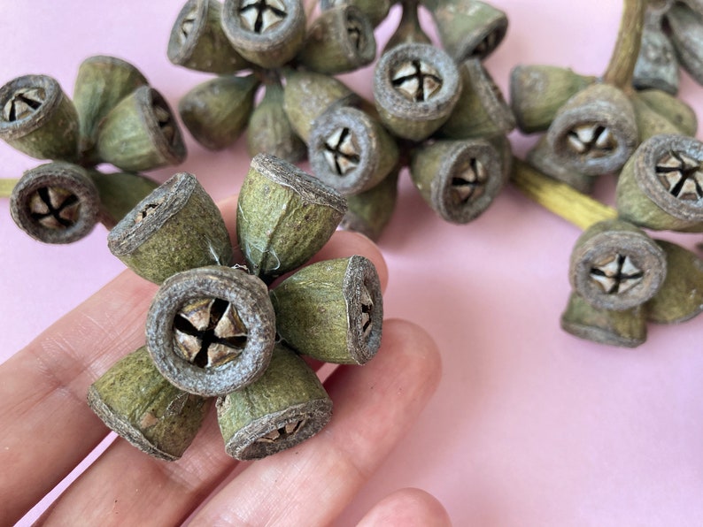 May include: A cluster of dried eucalyptus pods, also known as gum nuts, in shades of green and brown. The pods are arranged in a starburst pattern and have a natural, rustic look.