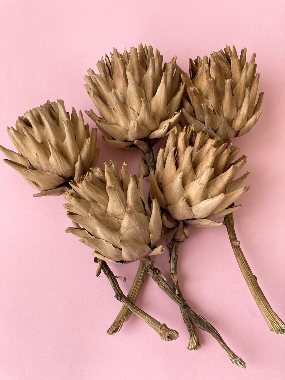 Dried Artichoke Stems Dried Artichoke Flowers Set of 5 Etsy